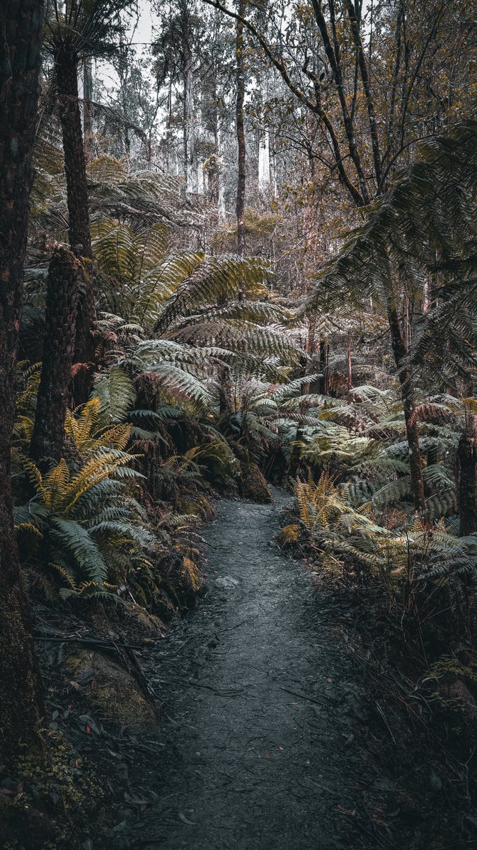 IntrovertDayOut's tweet photo. Toorongo falls photos
#australia #landscape #photography #rainforest #denseforest #waterfalls https://t.co/78diS2J2Zu