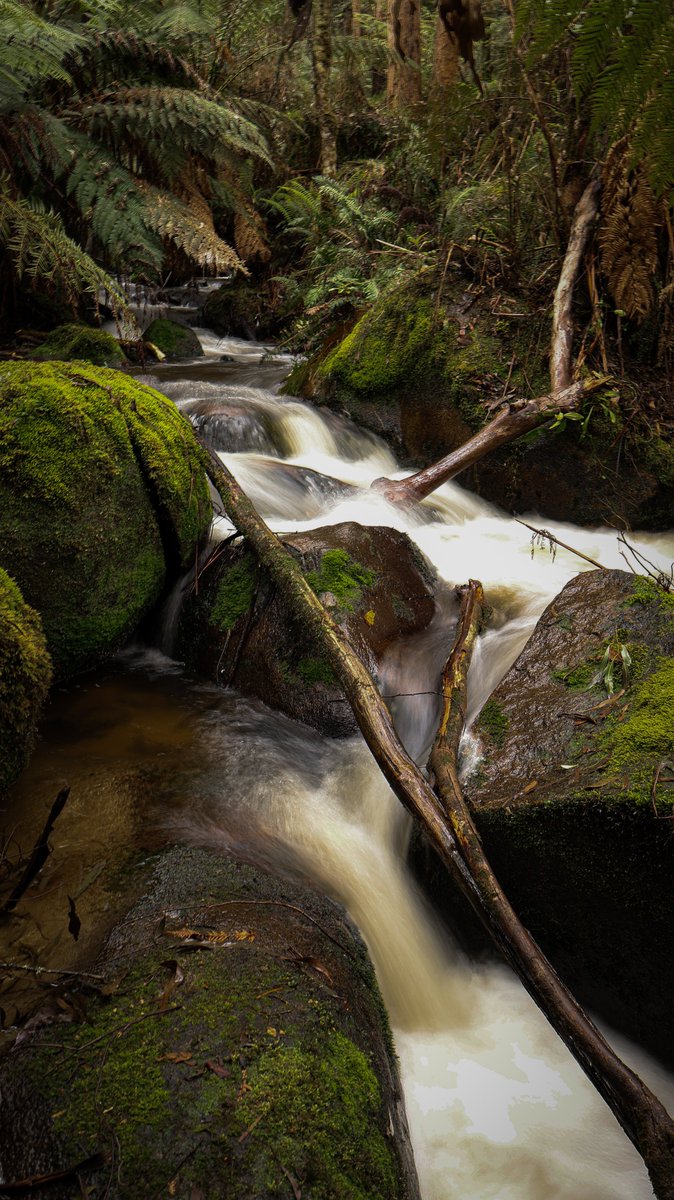 IntrovertDayOut's tweet photo. Toorongo falls photos
#australia #landscape #photography #rainforest #denseforest #waterfalls https://t.co/78diS2J2Zu