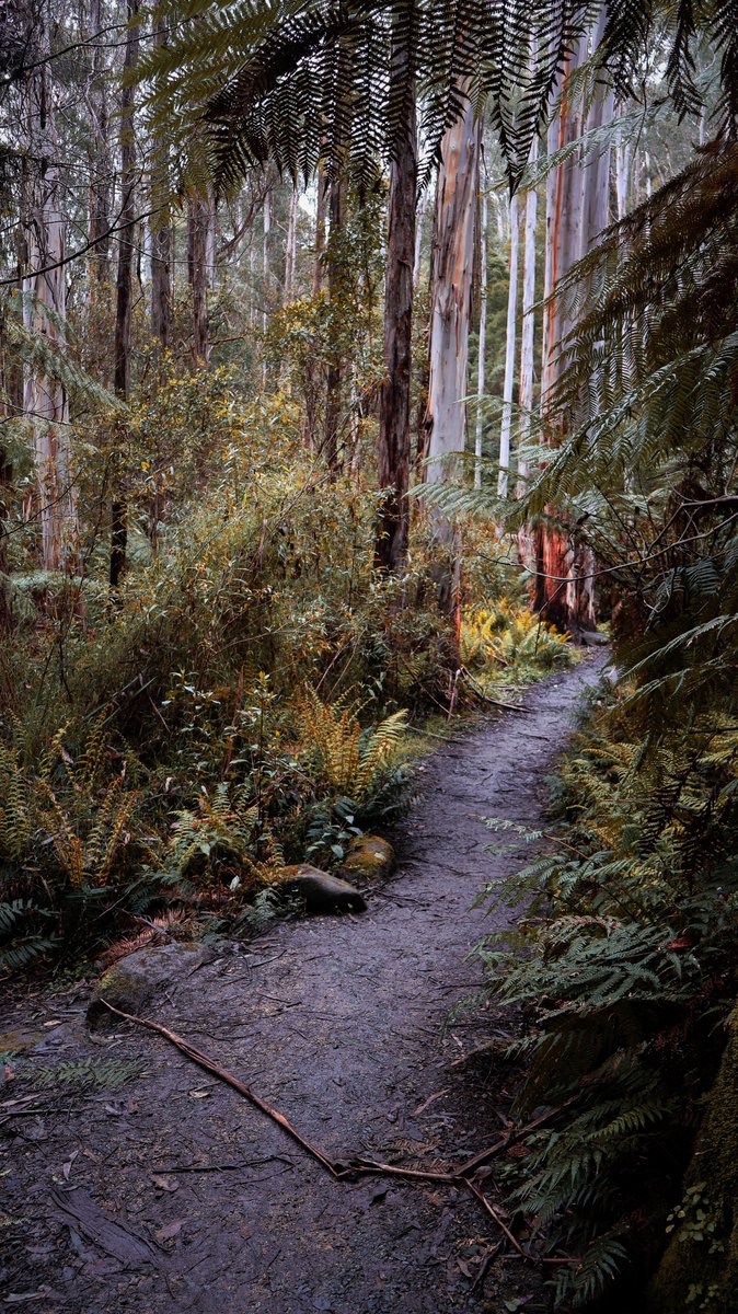 IntrovertDayOut's tweet photo. Toorongo falls photos
#australia #landscape #photography #rainforest #denseforest #waterfalls https://t.co/78diS2J2Zu