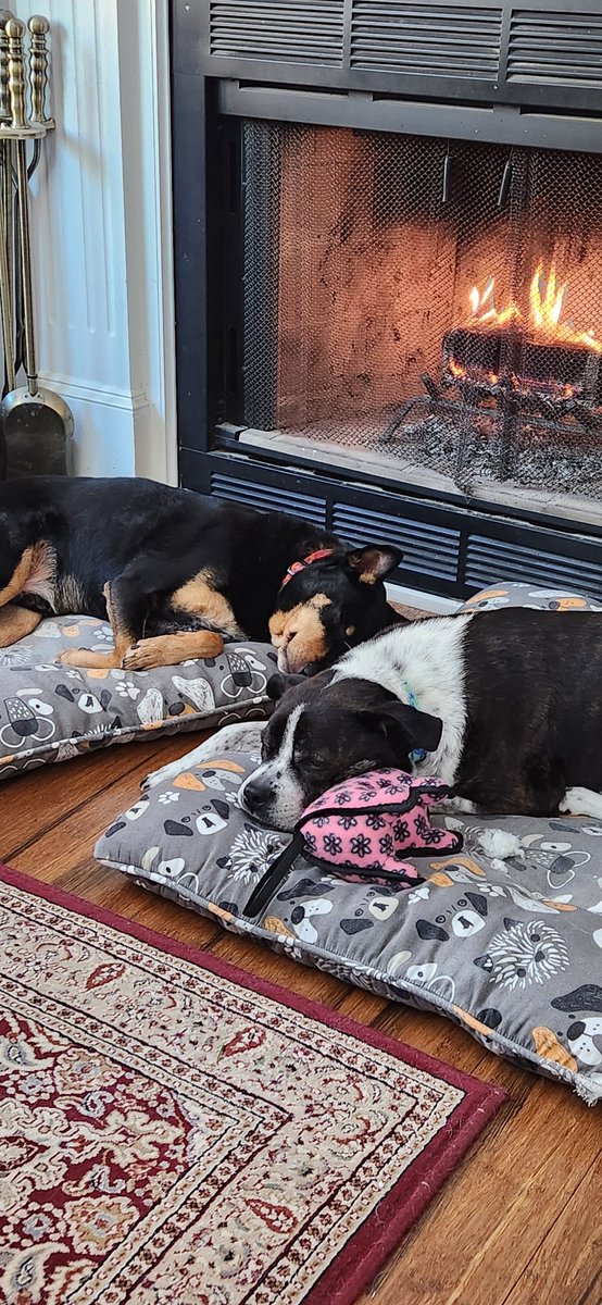 cuvellier_meg's tweet photo. #PostAFavPic4VioletFeb25 (28) Sleeping?  Ooooh, we've got this! Pretzel legs and questionably comfortable locations included!  #StellaAndOdin #DogsOfTwitter #RescueDogs #Mutts #DogTwitter https://t.co/y6D9AG5lFK