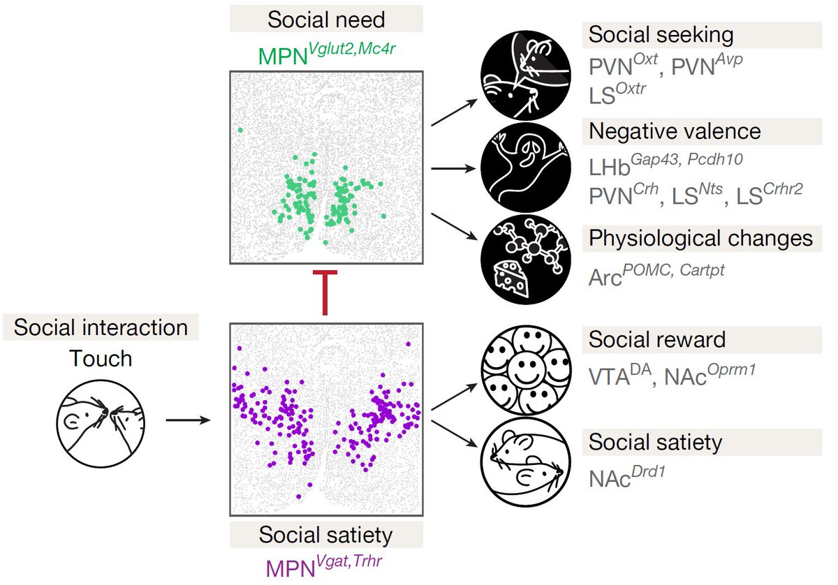 Ding Liu (@dingliuabc) on Twitter photo I'm really excited to introduce our new paper <a href="/DulacLab/">Catherine Dulac</a> on the neurobiological original of "sociality" (the need of being together), recently published in Nature (see detailed digest below).
nature.com/articles/s4158… I'm really excited to introduce our new paper <a href="/DulacLab/">Catherine Dulac</a> on the neurobiological original of "sociality" (the need of being together), recently published in Nature (see detailed digest below).
nature.com/articles/s4158…
