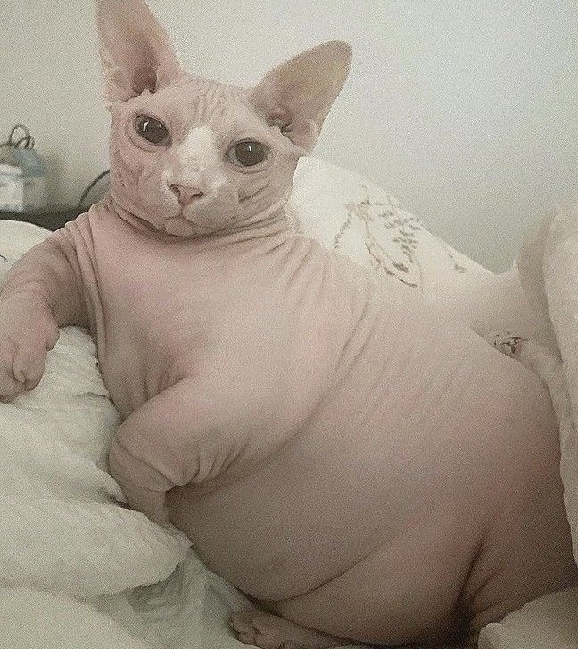 어제먹은 마라탕 팽이버섯 청경채 배추 숙주 고구마떡 치즈떡 두부피 푸주 소고기추가 꽃분모자 옥수수면 메추리알 김자 비엔나소세지 어묵완자가 꿔바로우대짜가 그대로 배에 있음 배존니부름