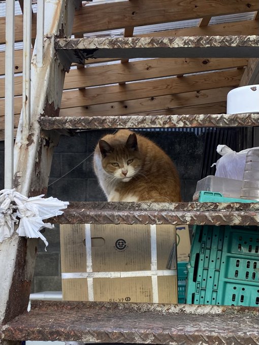 Twitterのコスプレ画像21