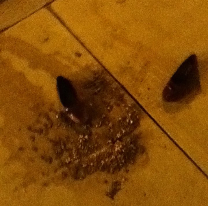 MashaParty's tweet image. #Regram from @whoopigoldberg 

yuck!