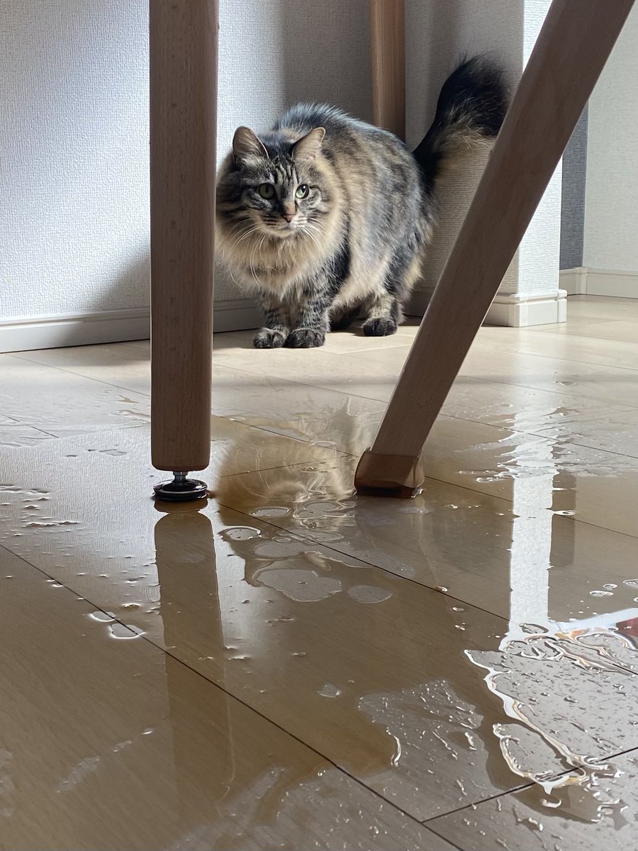 『知らんふり』上手…！　#grape動物

「これは許しちゃう…」　コーヒーを床にこぼした猫を叱れないワケに「笑った」
grapee.jp/1865193 <a href="/grapeejp/">grape</a>より