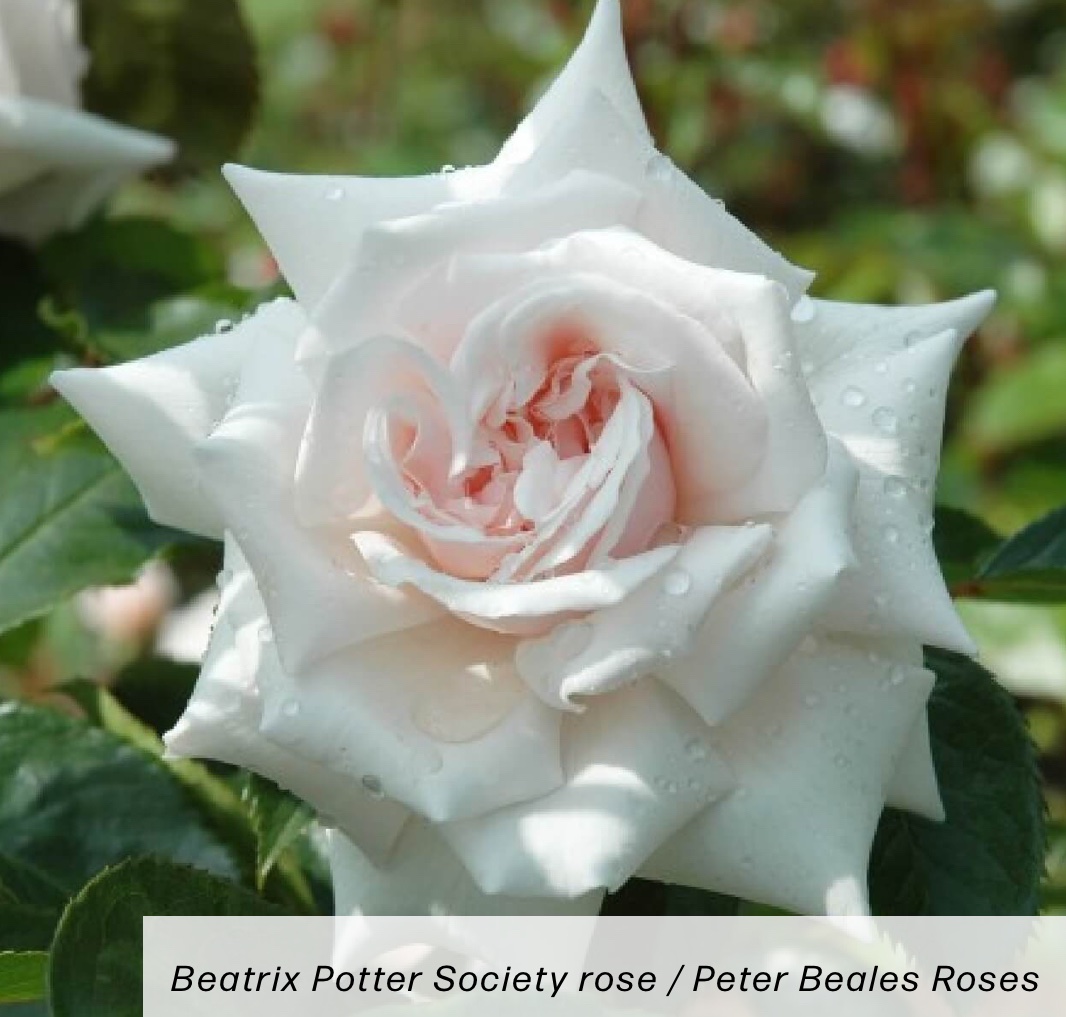 The Beatrix Potter Society tweet media