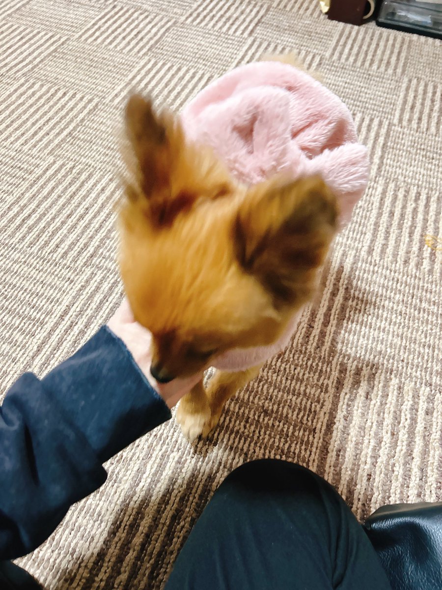mi_ncy's tweet photo. 帰省中。かわいい新入がいた https://t.co/OXtfH3n2Kb