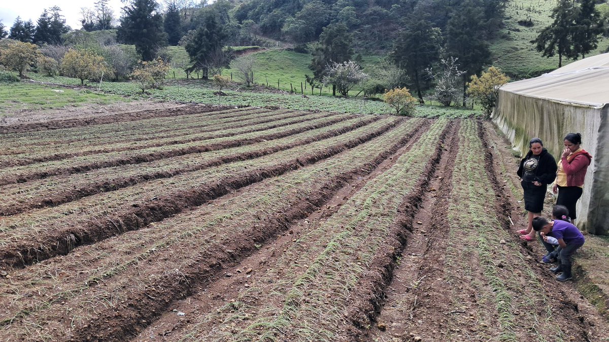 saghonduras's tweet photo. 2/2 Destacamos que nuestros técnicos de campo 👩🏻🌾 se movilizan de forma permanente a comunidades de incidencia con la finalidad de potenciar conocimientos de los agricultores 👨🏻🌾 para aplicarlos en el Plan de Inversión. Contamos con el apoyo de #FONPRODE de @AECID_Honduras . https://t.co/3SrkihxLrH