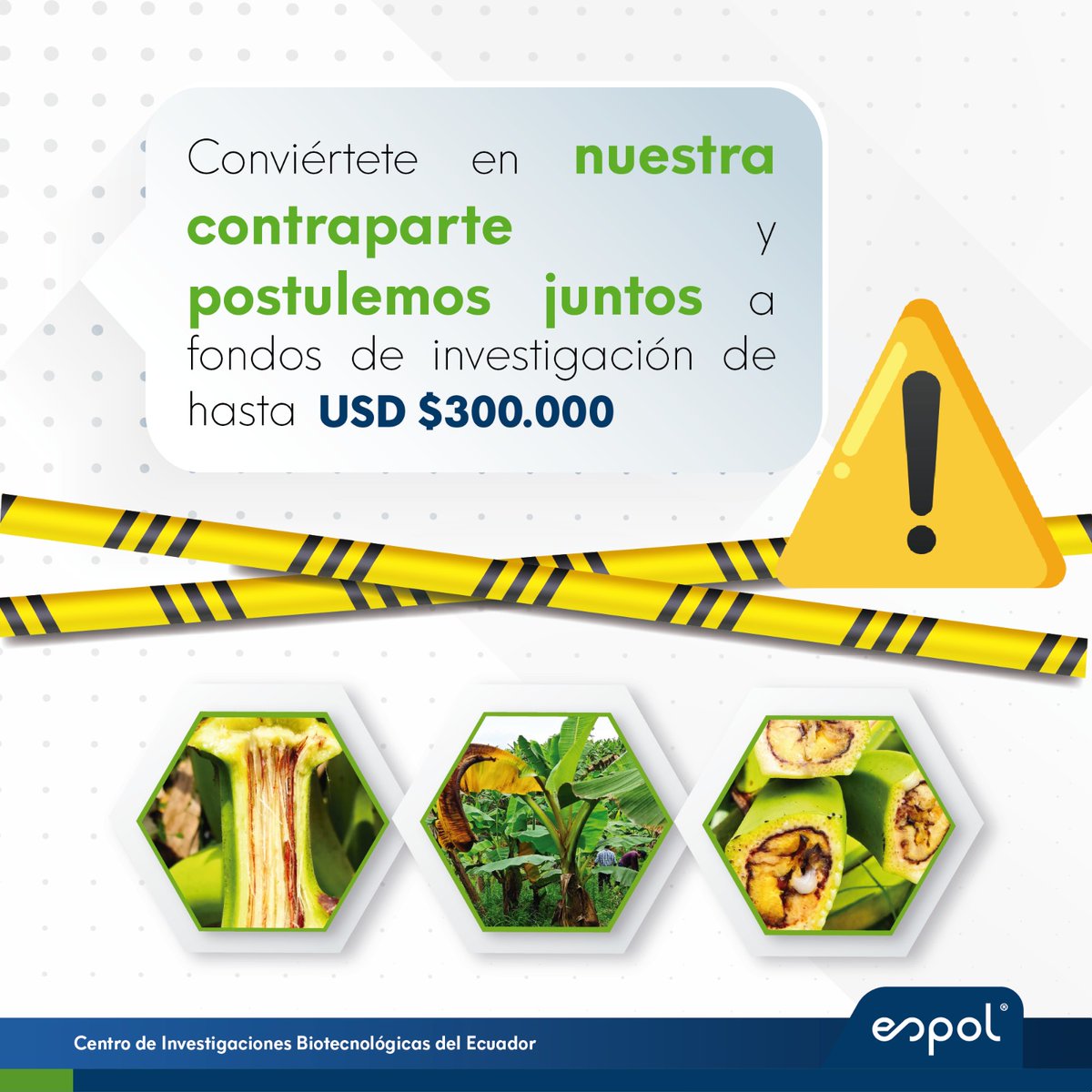 Frearmag3's tweet image. El Moko bacteriano es la nueva amenaza para nuestro banano, unamos fuerzas para combatirlo a través del desarrollo de tecnologías sostenibles. Podemos vencerlo, pero necesitamos I+D+i @AgriculturaEc @AgrobanEC @DPalaciosEc @GoberElOro @aebeecuador @Produccion_Ecu @AgrocalidadEC