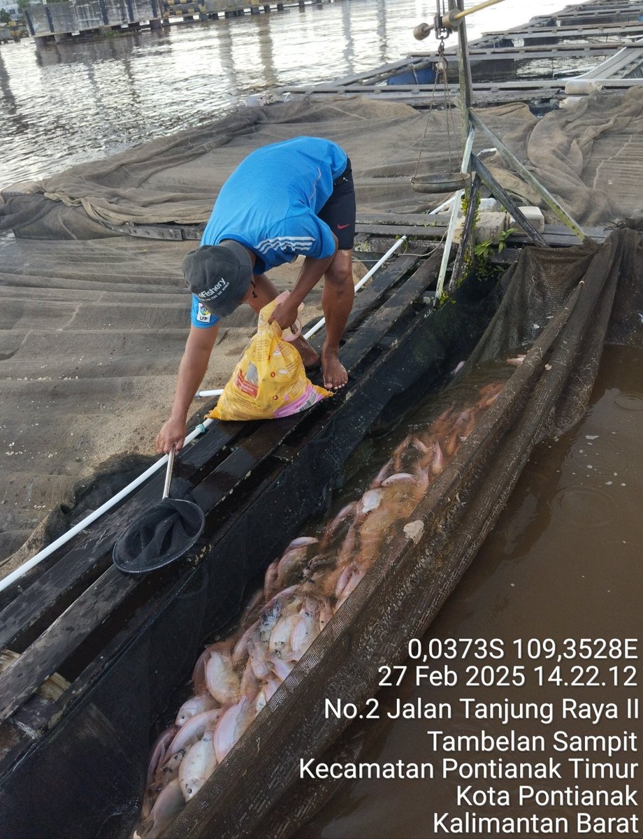 fatmaptk03's tweet photo. Kamis, 28 Februari  2025, Fatmawati, Luhkan Kota Pontianak, di Pokdakan Hanif Jaya Makmur, Kec.Pontianak Timur, melakukan kunjungan dan  pencatatan  hasil produksi ikan nila sebanyak 50 kg dgn harga 31.000/kg
#GiatLuhkanSatminkalBanyuwangi
#Luhlapor https://t.co/3jYQiohqo9