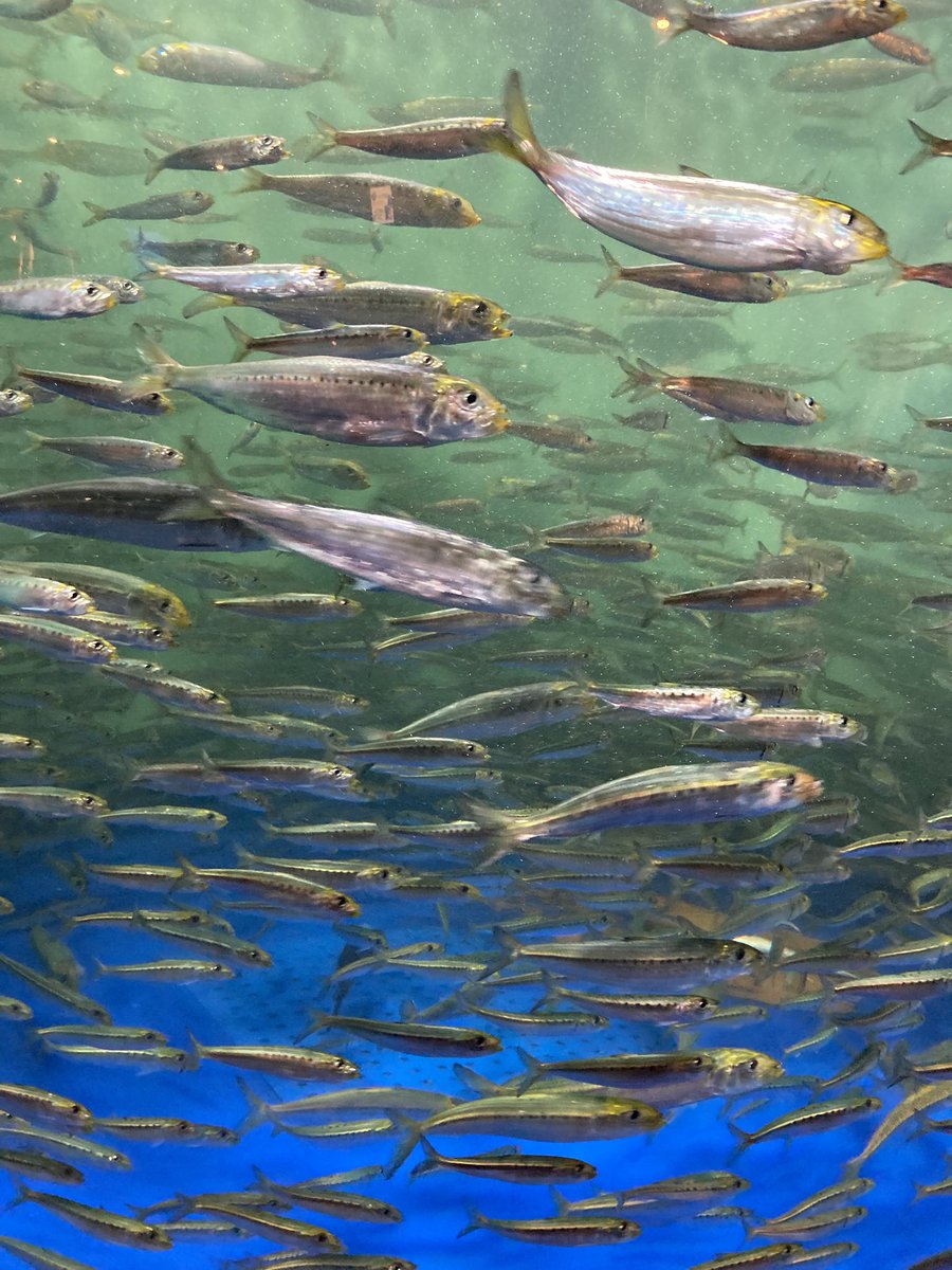 iori_pf's tweet photo. 🐟*･゜ﾟ･*🦀*･゜ﾟ･*🦭*･゜ﾟ･*
こないだのお休み🫶投稿しようしようと思ってたら、明日はもう次のお休み🎎
あっという間に3月こんにちは🌸 https://t.co/M9wN86M8A0