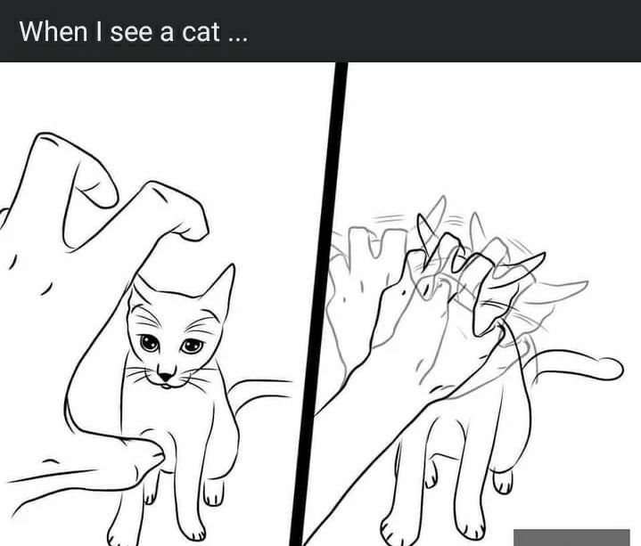 Posts Of Cats (@postsofcats) on Twitter photo 