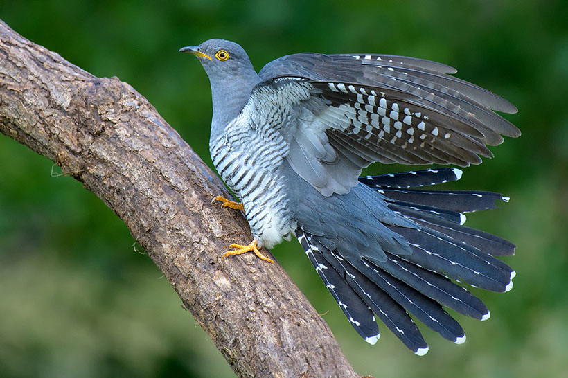 StephenGeoRae's tweet image. In Scots dialect, &apos;gowk&apos; is cuckoo

Also known as the &apos;faerie bird&apos; as it was believed to dwell in the Underworld during the winter months, only to arrive in spring.

#MeteorologicalSpring #folklore 
📷 Howard Kearley