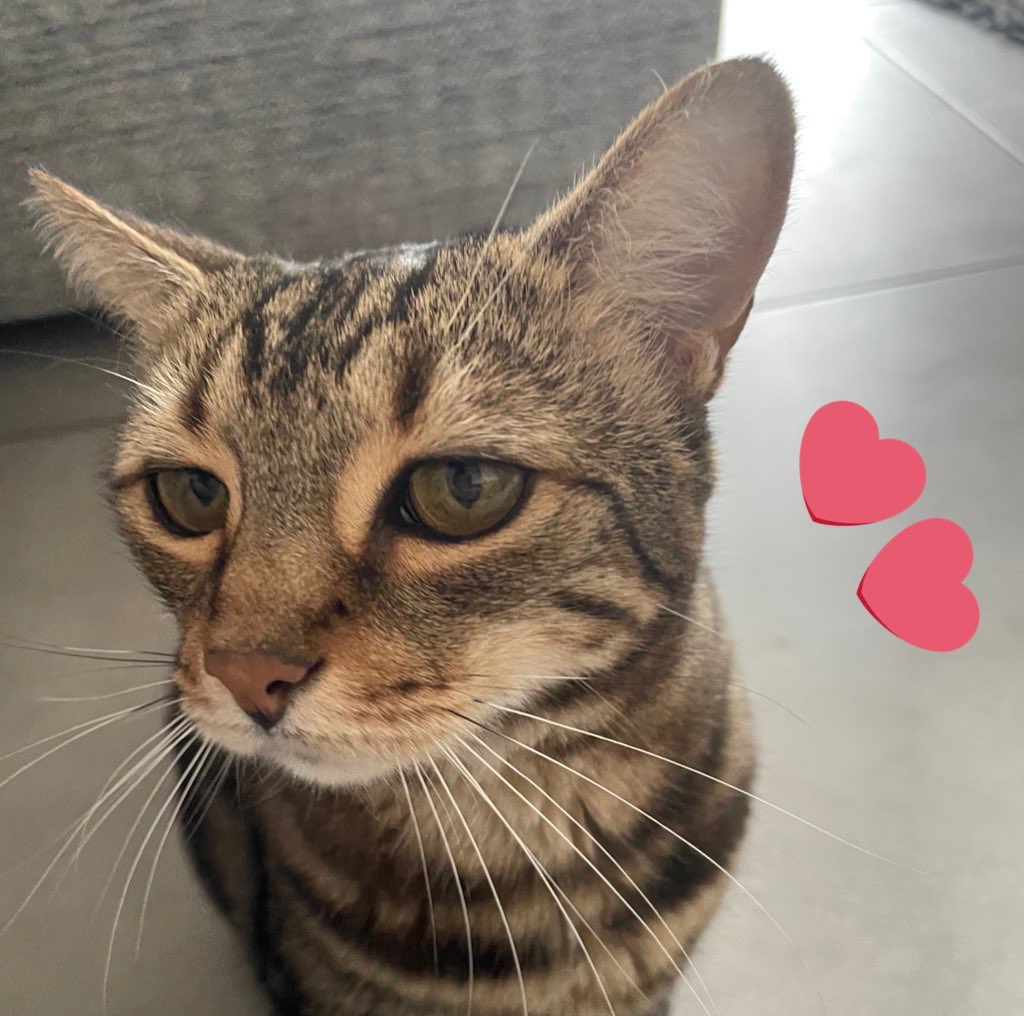 SoxandD's tweet image. Sheโs gone ๐ฟotrb ๐ she was loved beyond wordsโฆ. our gorgeous girl Daisy ๐ผ sisfur of Sox โค๏ธ๐พ
Her little paw taps to wake me up, her love and affection when she knew I needed itโฆmy heart is๐
#RIPDaisy #love #CatsofTwitter #hedgewatch #Caturday