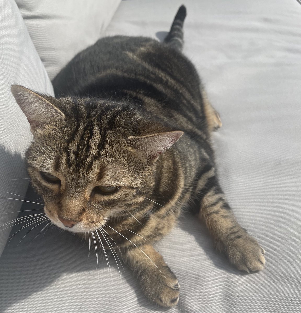 SoxandD's tweet image. Sheโs gone ๐ฟotrb ๐ she was loved beyond wordsโฆ. our gorgeous girl Daisy ๐ผ sisfur of Sox โค๏ธ๐พ
Her little paw taps to wake me up, her love and affection when she knew I needed itโฆmy heart is๐
#RIPDaisy #love #CatsofTwitter #hedgewatch #Caturday