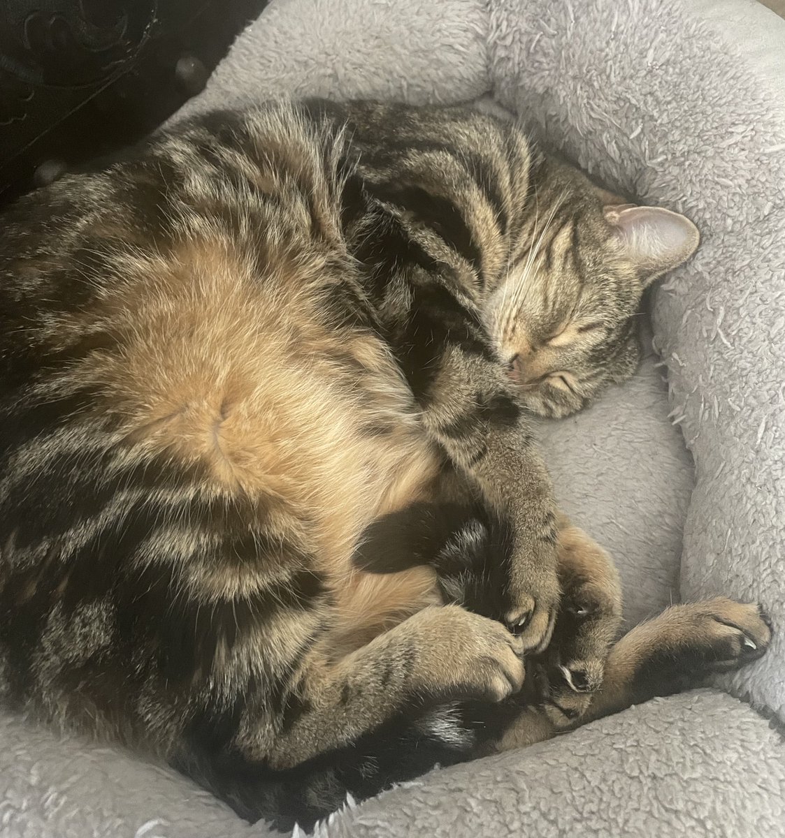 SoxandD's tweet image. Sheโs gone ๐ฟotrb ๐ she was loved beyond wordsโฆ. our gorgeous girl Daisy ๐ผ sisfur of Sox โค๏ธ๐พ
Her little paw taps to wake me up, her love and affection when she knew I needed itโฆmy heart is๐
#RIPDaisy #love #CatsofTwitter #hedgewatch #Caturday
