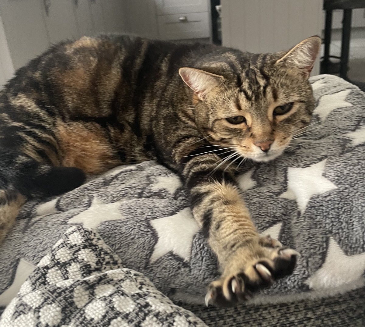 SoxandD's tweet image. Sheโs gone ๐ฟotrb ๐ she was loved beyond wordsโฆ. our gorgeous girl Daisy ๐ผ sisfur of Sox โค๏ธ๐พ
Her little paw taps to wake me up, her love and affection when she knew I needed itโฆmy heart is๐
#RIPDaisy #love #CatsofTwitter #hedgewatch #Caturday