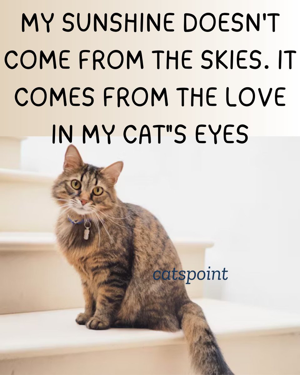 Catspoint1's tweet photo. My SUNSHINE doesn't come from the SKIES. It comes from the LOVE in my CAT"S EYES

#catactivist2025 #catstagram #cat #catsofinstagram #catwoman #catlover #cats🐱 #cats_of_world #catlady #catlife #catphoto #catering #instacat #catvideo #pet #petlovers #petstagram #pets #instapet https://t.co/ZxBOKRGTml