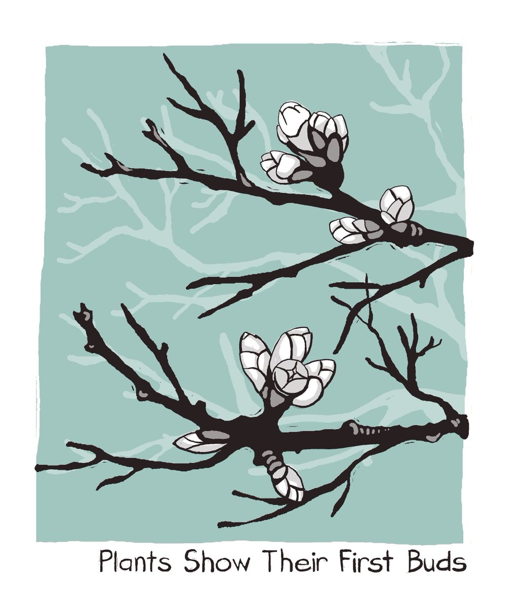 New UK Season: 1 -5 March; Plants Show Their First Buds 

Can you find any buds? 

#72seasons #plantsshowtheirfirstbuds 

 72 Seasons is a project which helps you notice more nature around you and increases wellbeing.