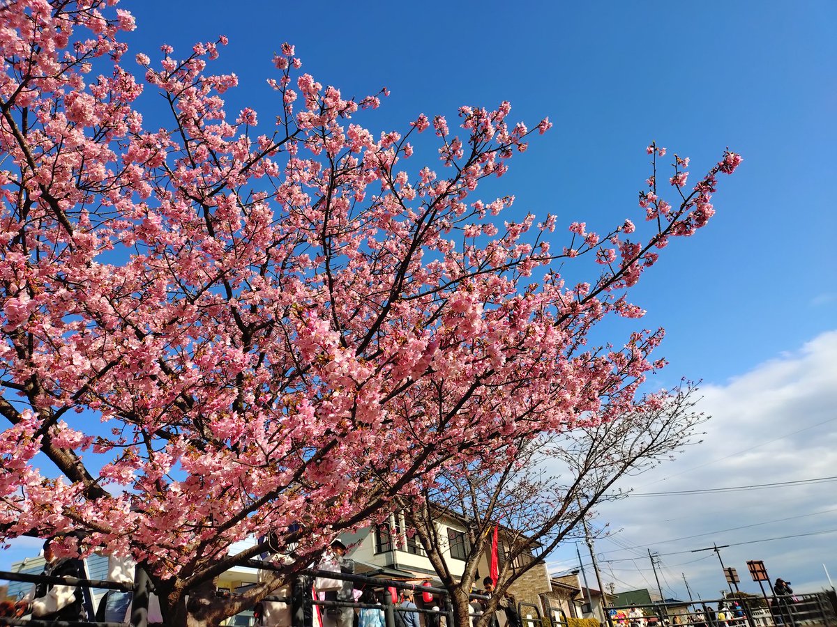 見頃でした🌸