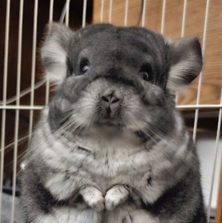 RealSlimSummers's tweet image. My Chinchilla's face as he hears me start up Timeless from @theweeknd and @playboicarti for the 40th time in a row.