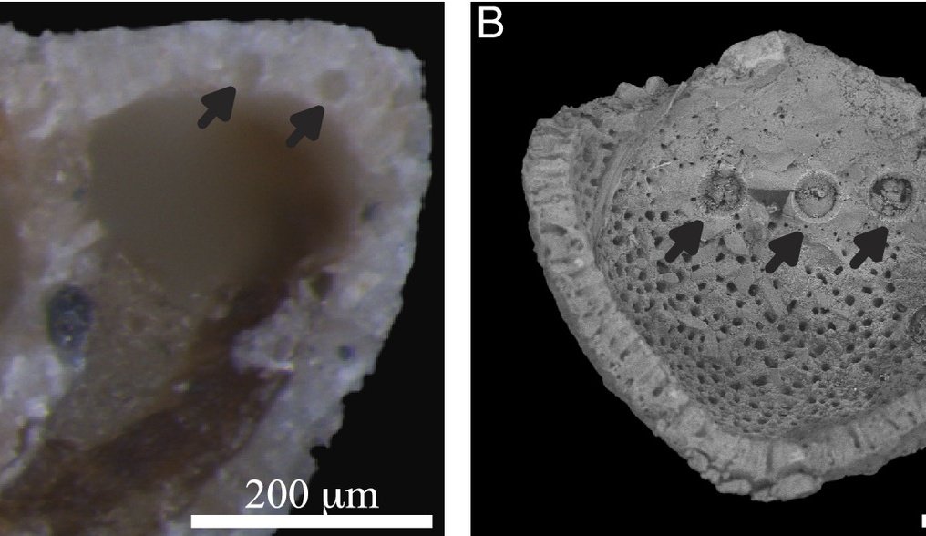 alsadekov's tweet photo. Thanks to our wonderful collaborators ...new paper in #PNAS @UWAresearch
A cosmopolitan calcifying benthic #foraminifera in agglutinated disguise as a geochemical recorder of coastal #environments https://t.co/2d9taHKFcM https://t.co/sUdgSByJ4o