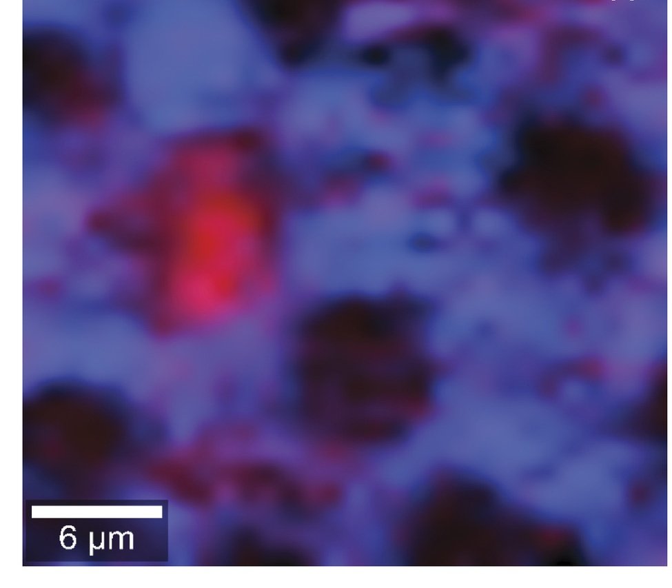 alsadekov's tweet photo. Thanks to our wonderful collaborators ...new paper in #PNAS @UWAresearch
A cosmopolitan calcifying benthic #foraminifera in agglutinated disguise as a geochemical recorder of coastal #environments https://t.co/2d9taHKFcM https://t.co/sUdgSByJ4o