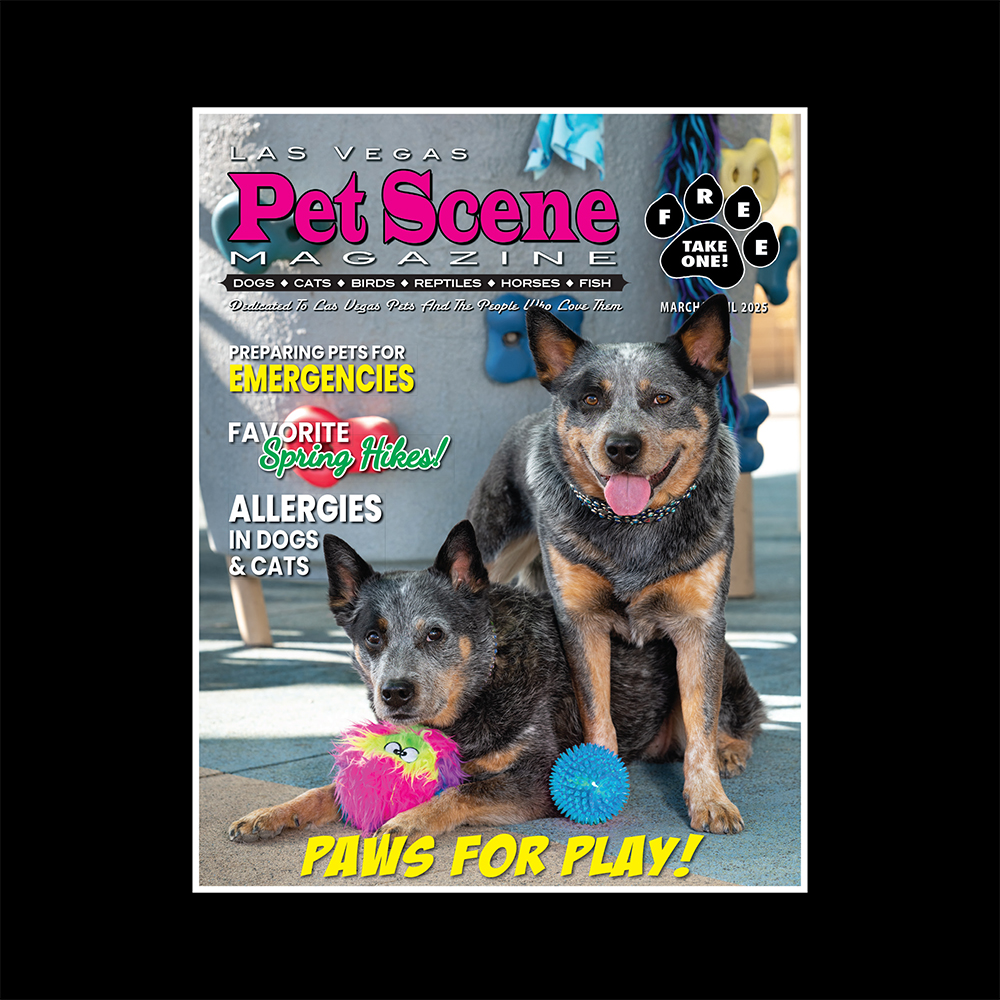 Las Vegas Pet Scene tweet media