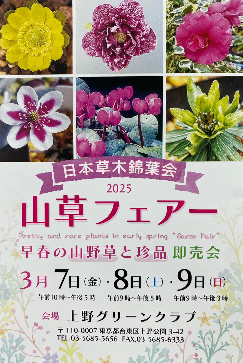 春の山草フェアー】 3月7日(金)～9日(日) 主催:日本草木錦葉会 春の