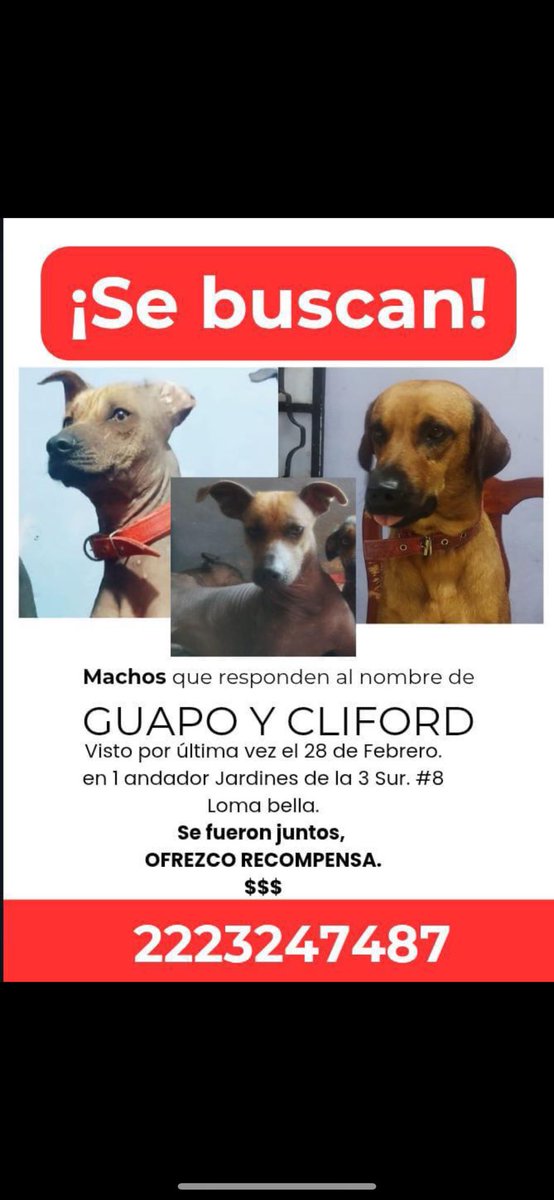 verolopez_10's tweet image. #Puebla Por favor, RT infinito hasta que regresen con su familia. 
🙏🏼😭
@sandra_ov @alvarez_armando @FUNDAPEPUEBLA @MonseNavedo @Hechizero_38 @dulcgomez @cuentaconmigo01 @Mr_Civico @DanielaFC12 @elineanoticias @CarpyFelipe @soyluisgabriel1