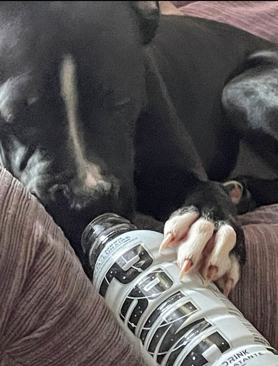 MissDevon15's tweet photo. @LoganPaul
CRUSHED! UR coming to my city &amp; my tix fell threw. Single mom, your BIGGEST fan,bringing my 13 yr son to ur match,only to have my dreams crushed! Also ur biggest #prime fan. Have over 300 empties!My pit even loves it!  #mypittylovesprime
#WWEChamber #Mamaneedstix https://t.co/hW3coxYglQ