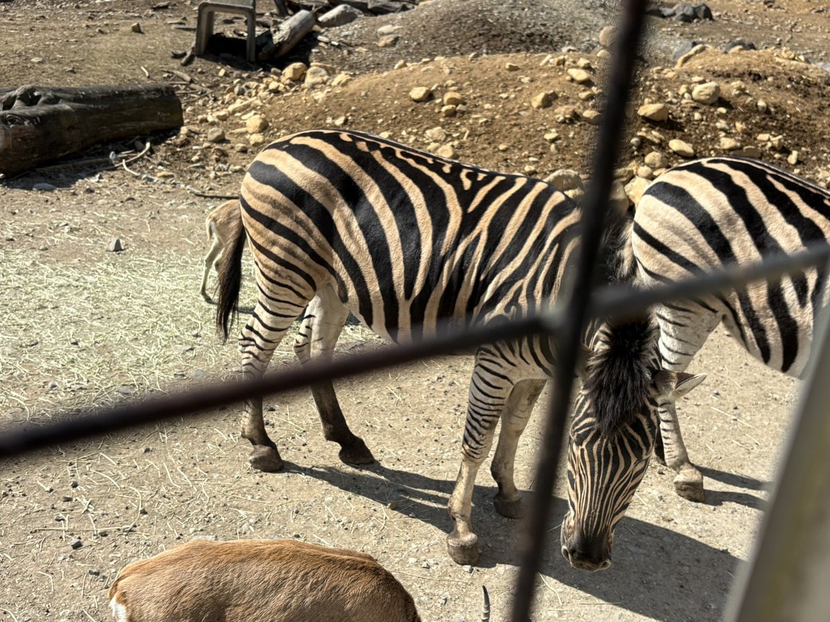 asp_study's tweet image. チューリングパターン