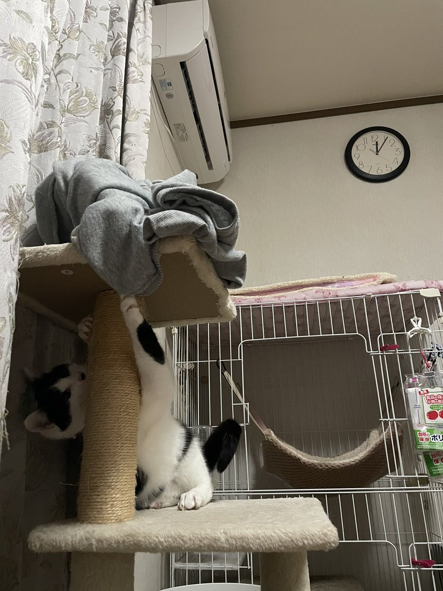 Pc0qJp0's tweet photo. お爪が引っかかって困ってるマヨちゃん

#ねこ　#猫好きさんと繫がりたい𓏲𓎨 
#猫のいる暮らし𓏲𓎨 https://t.co/5dvTbVDIFM