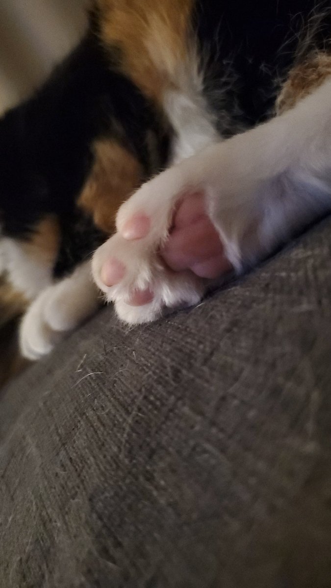 🐻MythosTheBear🐻Pro-ChoiceVA tweet media