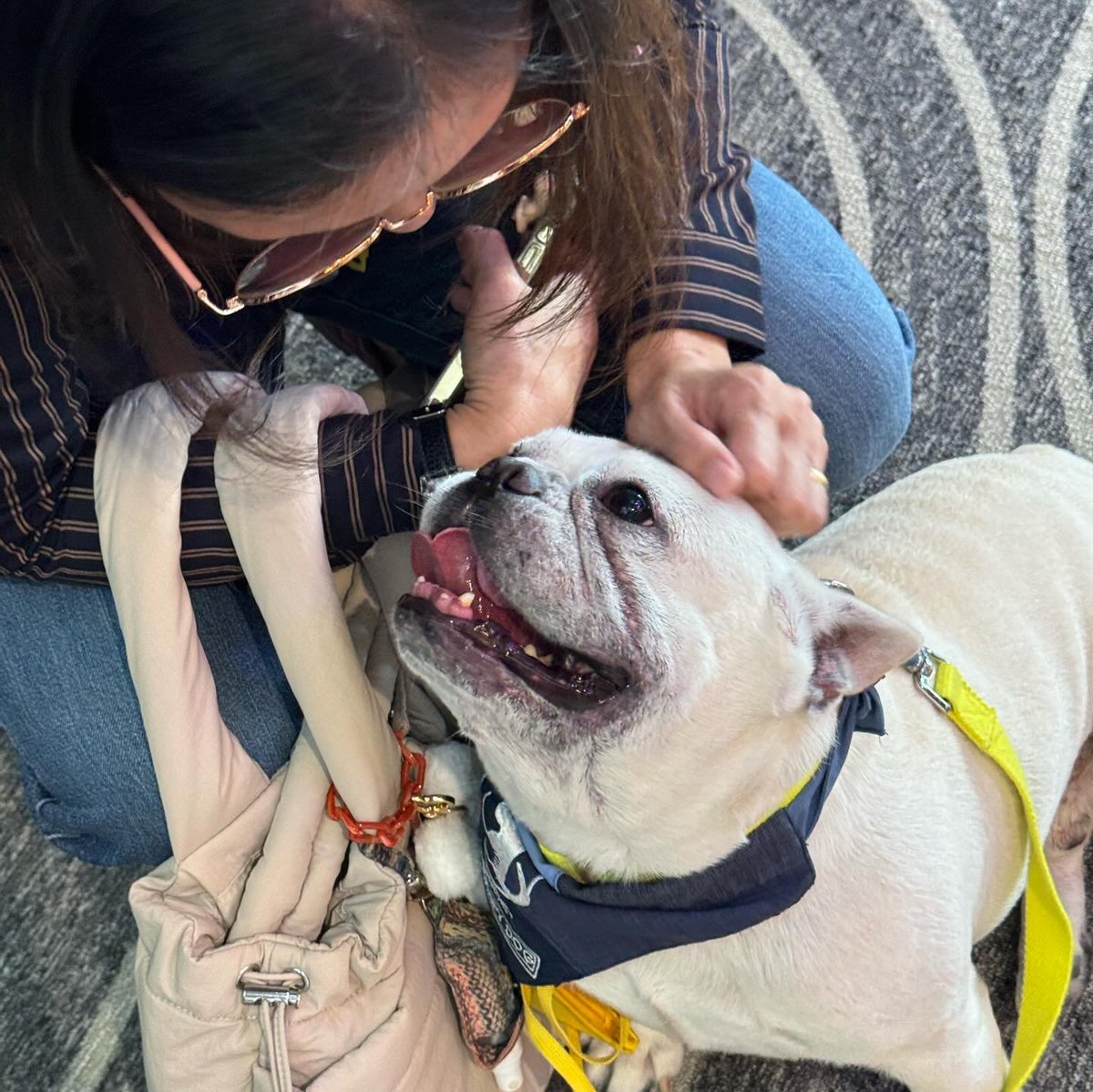 communitails's tweet photo. Need a paw at work? Our dogtors are always ready to help🐾 Thank you for a fun and calming work day last Feb 19 💙 

Next time you need a little break from work, touch grass and pet a dog 📷 @hermoso_swiss @santibutters @mitziborromeo

#therapydog https://t.co/LlggMp9ibA