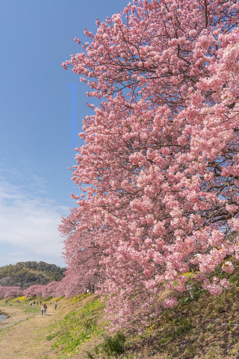 mknmokkun's tweet photo. 伊豆に春がきた🌸
#河津桜 https://t.co/LVFzMMfF4Q