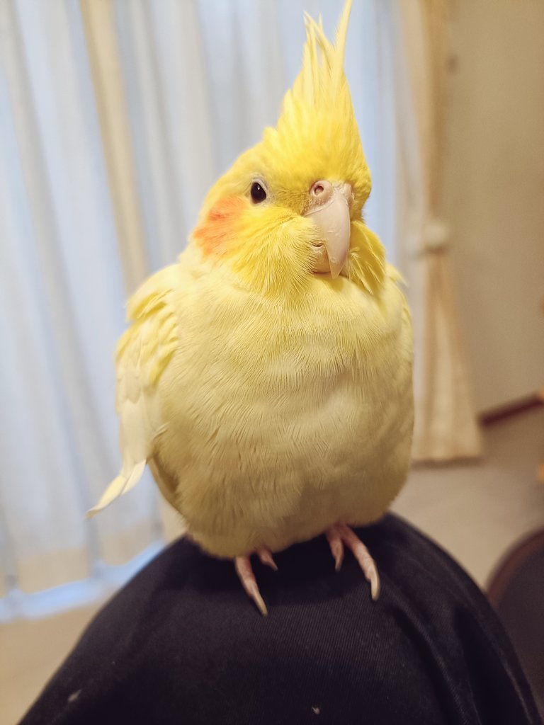 このﾓﾌﾓﾌ感……😍
#オカメインコ