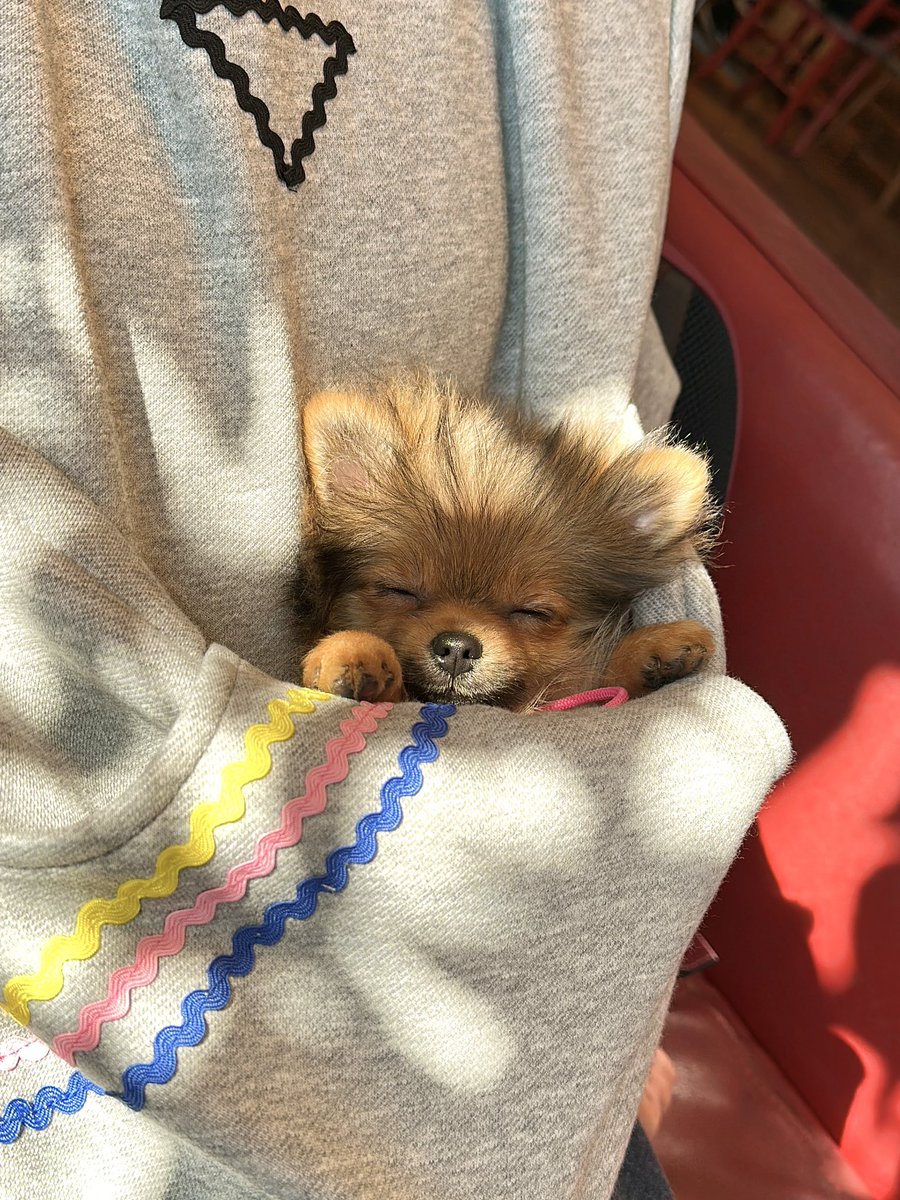 RIMRAMlittle2in's tweet photo. スヤァ…

#ポメラニアン　#パピー
#双子　#いぬのいる暮らし 
#寝顔　#癒し動物 https://t.co/z0ganXfhJ1