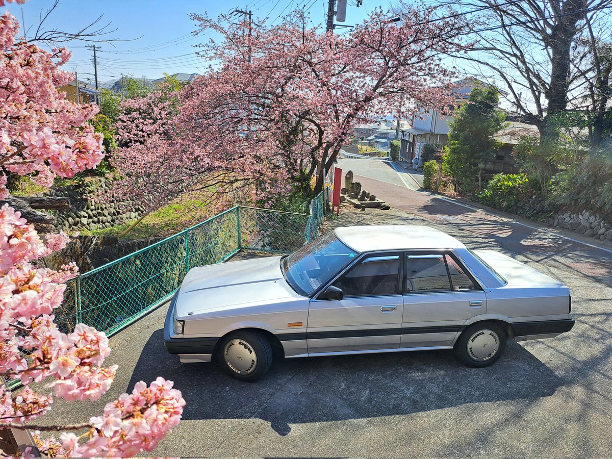 今日は３月1日なんでサンイチの日
河津さくらも満開になったので恒例の📸R31記録撮影完了(｀･ω･´)ゞ