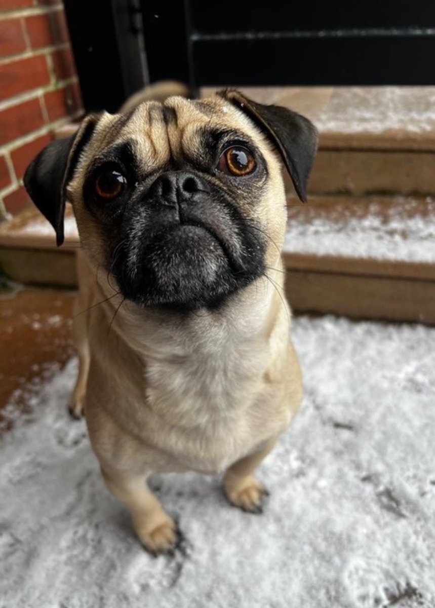 UPDATE on one of our #happilyeverafter rescue stories Remember “Jello” aka “Angelo” who had to be re homed ‘cause of some bumps no fault of his own?
Well what a difference 2 months make… few words are needed for this fun follow up . Huge thanks to his new family 💕
“Jello is