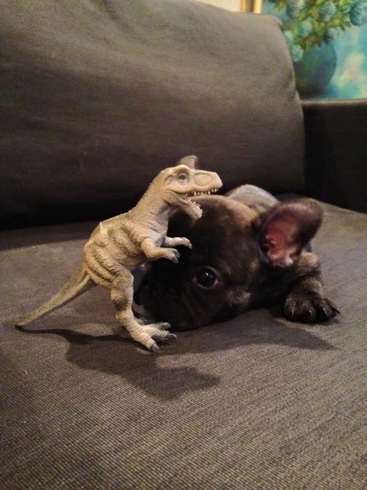 Shea Serrano tweet media