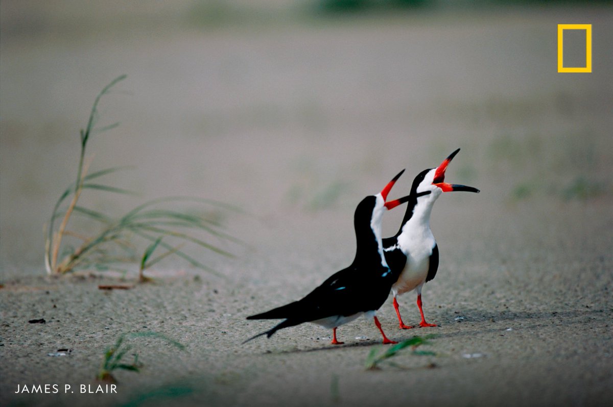 What do you think these black skimmers are gossiping about on Valentine's Day?