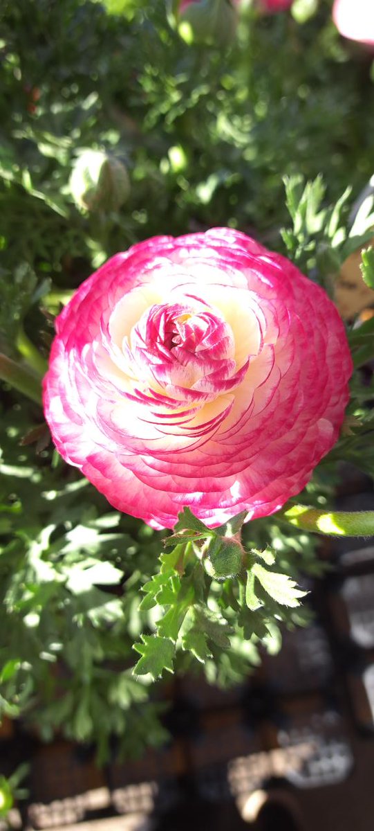 SibVase's tweet photo. いつも花に関するポストをしていますので、見に来て貰えると嬉しいです。
#花好きな人と繋がりたい https://t.co/rwNcSipmQ0