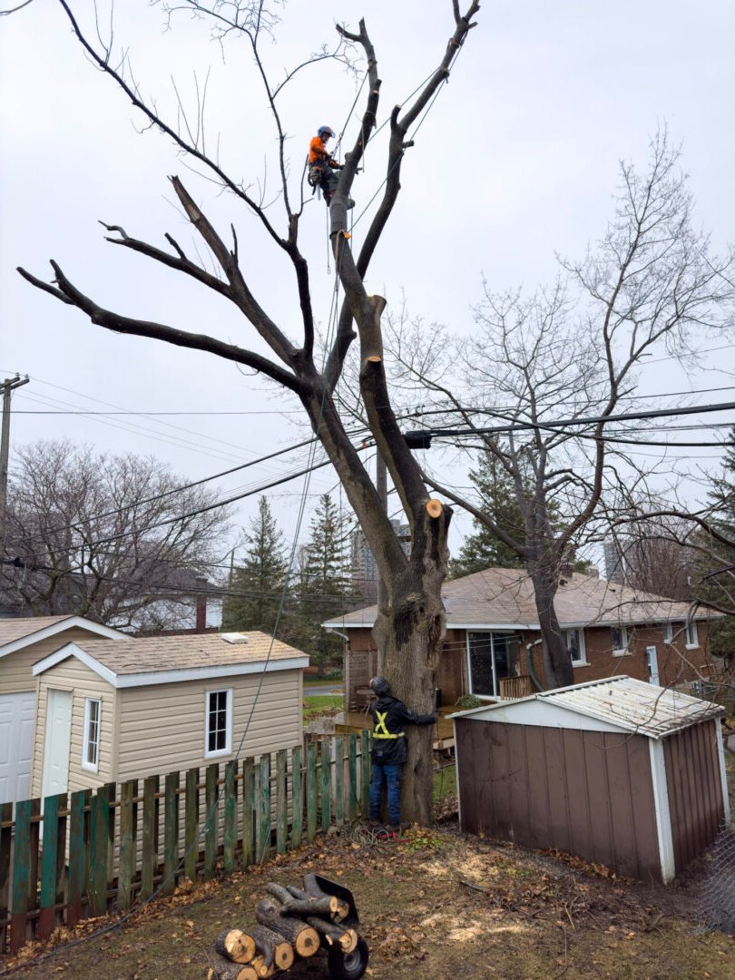 TreeSvcWindsor's tweet image. Elevate your outdoor space! 🌳 Did you know that proper pruning boosts tree health and longevity? Learn essential tree care tips and maintain a thriving landscape. Visit us at treeserviceswindsor.com for expert advice. #TreeCare #Windsor #WindsorSpitfires  #Ontario