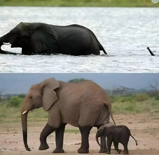 아기코끼리가 강을 건너는 법이 너무 귀여움