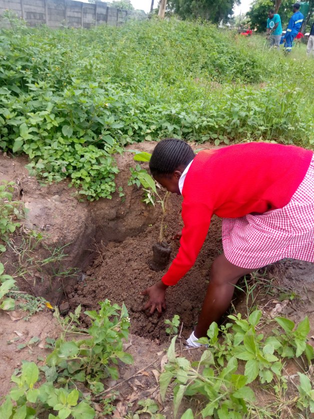 TreeKnowers's tweet image. #school 1
1 down, 14 more to go! We planted 25 indigenous #trees yesterday at Mutasa Primary School in Highfield.

#treenowersandgrowers