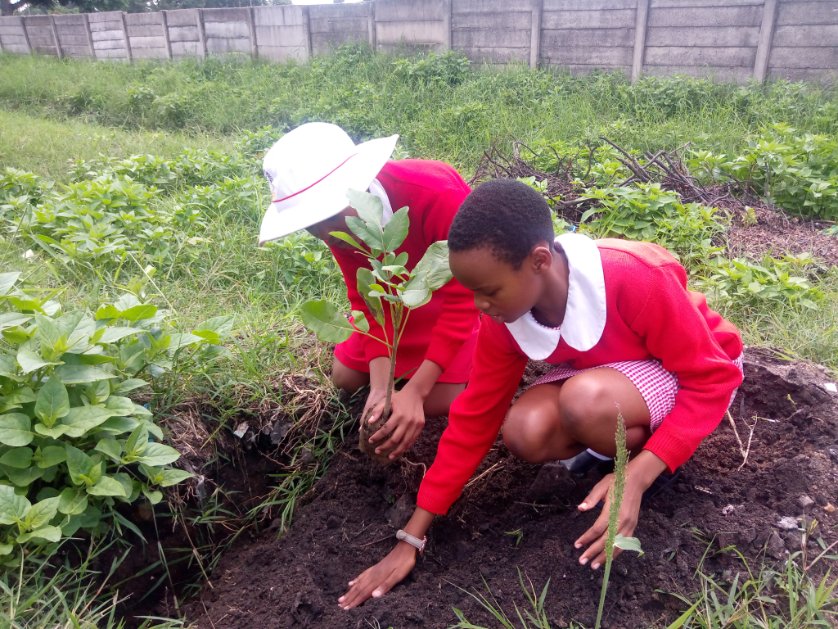 TreeKnowers's tweet image. #school 1
1 down, 14 more to go! We planted 25 indigenous #trees yesterday at Mutasa Primary School in Highfield.

#treenowersandgrowers