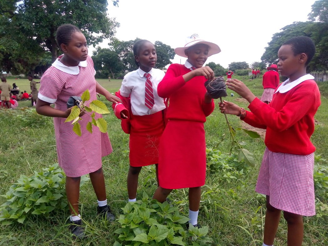 TreeKnowers's tweet image. #school 1
1 down, 14 more to go! We planted 25 indigenous #trees yesterday at Mutasa Primary School in Highfield.

#treenowersandgrowers