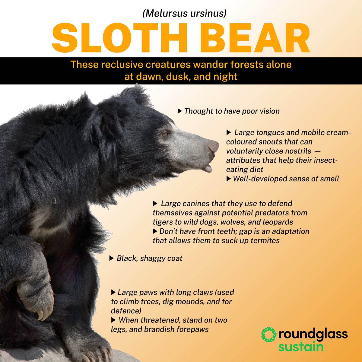 RGSustain1's tweet photo. All you need to know about #SlothBear, the termite-loving resident of the Indian subcontinent.

Text by: Nisarg Prakash
Design by: Diviya Mehra

#Slothbears #Infographic #Species #Wildlife #RoundglassSustain https://t.co/N7kNGd19Zf