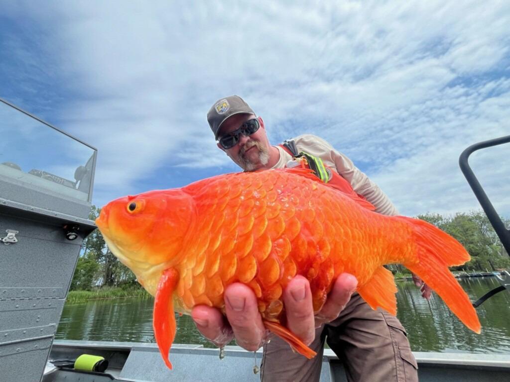 ‘Megalodon’ goldfish went from ‘cute to brute’ in Pennsylvania waterway trib.al/ZzkL2Ia